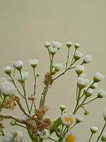 Vergerette annuelle, Erigeron annuus (Lyon, 07-2019)(4)